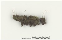 藏品(短月苔)的圖片